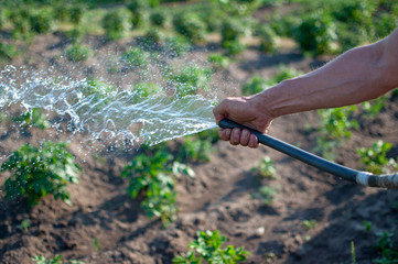 watering the garden with a hose