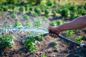 watering the garden with a hose