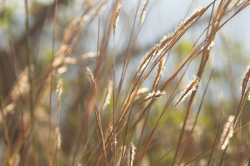 Golden grass and blue sky natural background, ripe wheat ears in a field, ears of golden wheat close up, meadow wheat field.