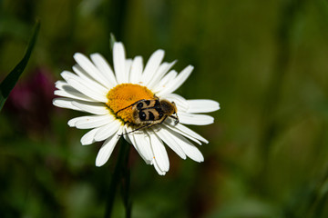 white daisy flowers as a sign of summer