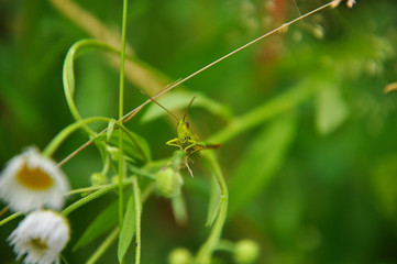 Green grasshopper sitting on grass stem