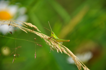 Fototapeta premium Green grasshopper sitting on grass stem