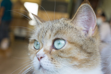Close up brown tabby cat American Curl perk face and scary,young cat lovely pet,so cute,isolated background,mencoon,scottish fold