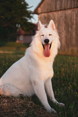 Happy dog in a countryside