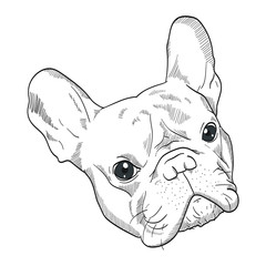 Frenchie HRAFT 01