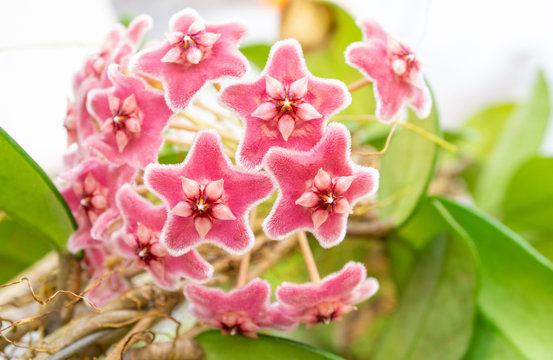 Deep pink or red hoya carnosa tree flowers  bouquet star red pollen shape flower.Colorful plant summer season. Wax plant or Wax flowers or Porcelain flower.