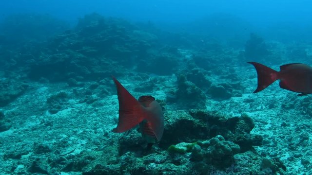Common Bigeye, Heteropriacanthus cruentatus closeup in Andaman sea 