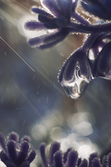 Naklejka na ściany i meble a drop of water on a flower petal. lavender. blue flower macro with beautiful bokeh in the rain