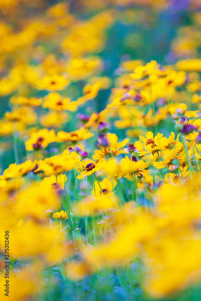 Wall mural blooming yellow and purple sulfur cosmos flower are in bloom in springtime.