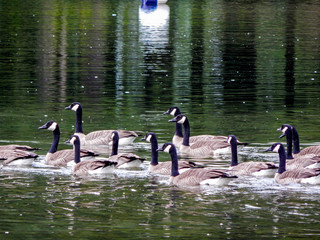 Gaggle of Geese Swimming in the Waters of Twin Lakes in Arlington, WA