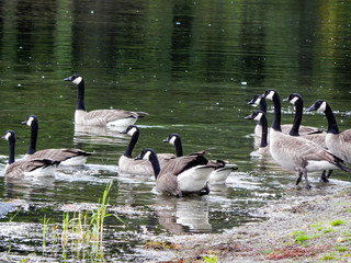 Gaggle of Geese Swimming in the Waters of Twin Lakes in Arlington, WA