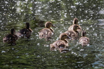 A group of wet seven orange and yellow fluffy ducklings swimming in the pond in the park in summer