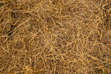 texture of hay