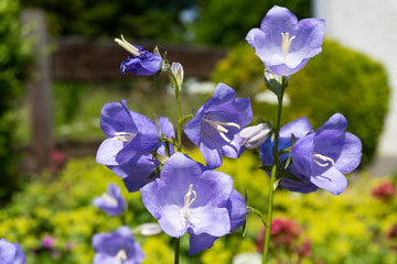 Close up of violet blue flower heads in the sunlight
