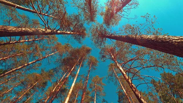 View from bottom up at pine trees with blue sky