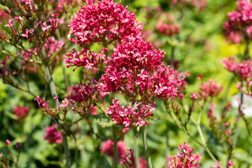 Close up of red flower heads in the sunlight