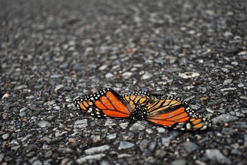 butterfly