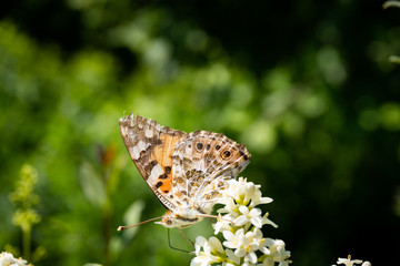 Close up of a detailed and colorful butterfly sitting on a flower head in the sunlight