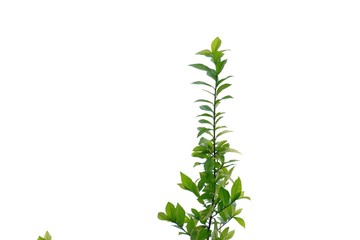 Tropical plant with leaves branches on white isolated background for green foliage backdrop 