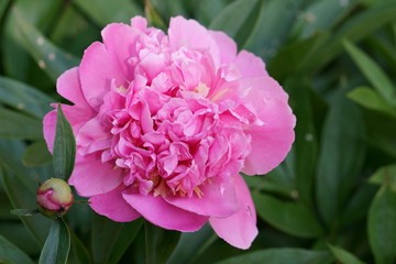 Large Peony flower.