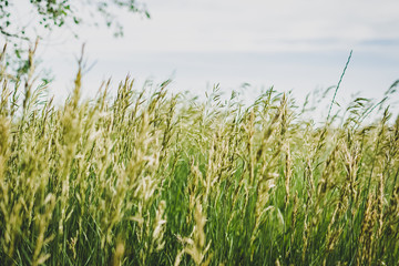 Obraz premium Green Grass