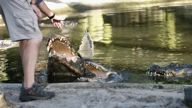 Close-up low-angle still shot of a man on a short and sports shoes getting closer to  hand-feed huge crocodiles with wide opened mouths, River scene