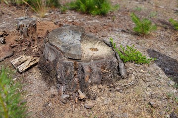 Deforestation concept with tree stump