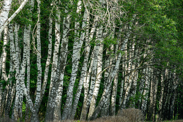 Summer landscape with lots of birches and sun rays. Natural birch forest in Russia. Joyful sunny day. Elegant background for any themes