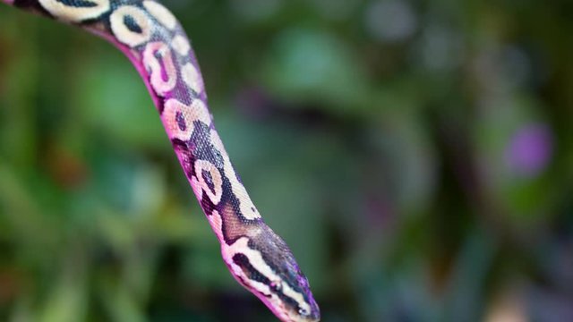 Baby Python snake on a jungle background