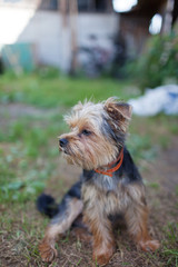 Beautiful yorkshire terrier on a grass