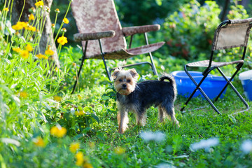Beautiful yorkshire terrier on a grass