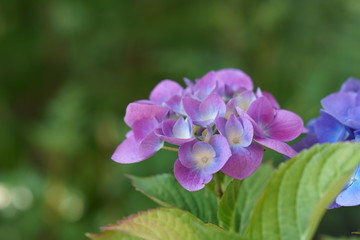 Blue and purple Hydrangea flowers