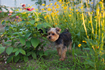 Beautiful yorkshire terrier on a grass