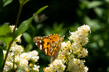 Close up of a detailed and colorful butterfly sitting on a flower head in the sunlight