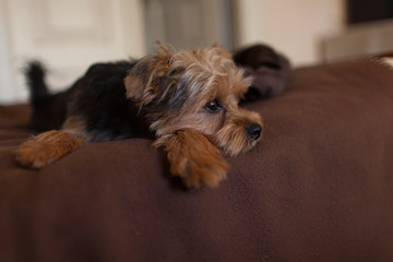 Yorkshire terrier waiting for play