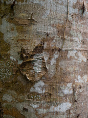 Texture of moss and lichen on the bark of tropical trees