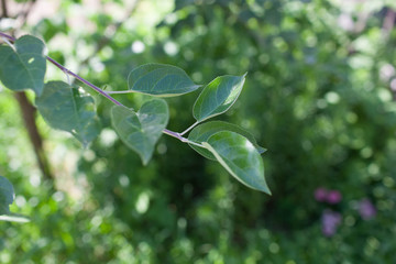 Apple tree branch with young, fresh leaves on a green background