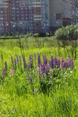 field of purple and pink flowers