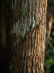 Texture of moss and lichen on the bark of tropical trees