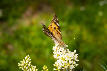 Close up of a detailed and colorful butterfly sitting on a flower head in the sunlight