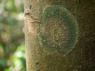 Texture of moss and lichen on the bark of tropical trees