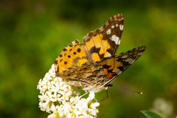 Close up of a detailed and colorful butterfly sitting on a flower head in the sunlight
