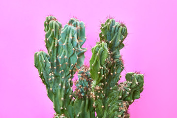 Trendy tropical Green Neon Cactus plant on Purple Color background. Fashion Minimal Art Concept....