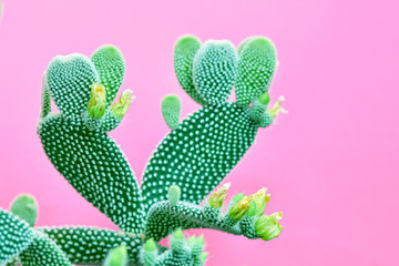 Trendy tropical Green Neon Cactus plant on Purple Color background. Fashion Minimal Art Concept....