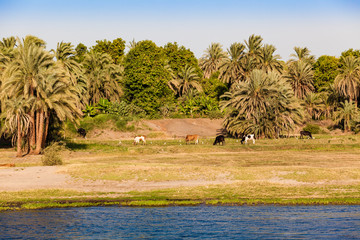 Life on the River Nile in Egypt