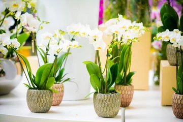 Rolgordijnen Beautiful tropical orchid flowers in pots © EwaStudio