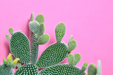 Cactus Green colored on Purple background. Fashion, minimalism. Contemporary Art gallery Style. Creative concept. Trendy tropical fashionable plant, pastel color. Surrealism