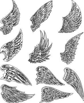 Vector image of a set of outlines of various fabulous wings