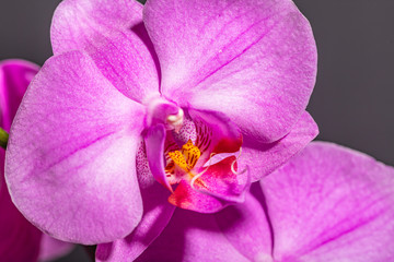 pink orchid flower close up