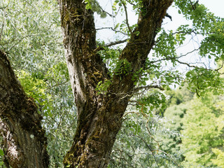 Fototapeta premium Robinier ou faux-acacia au tronc gris brun, branches rameaux épineux et tortueux